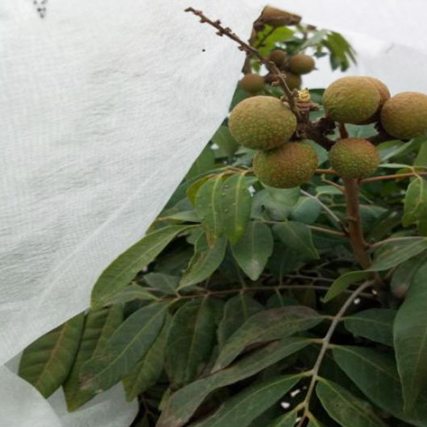 Fruit Tree Covers, Fruit Tree Protection Jinchen