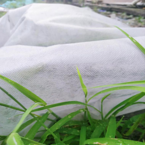 Jinchen top agriculture non woven fabric forest protection for greenhouse-2