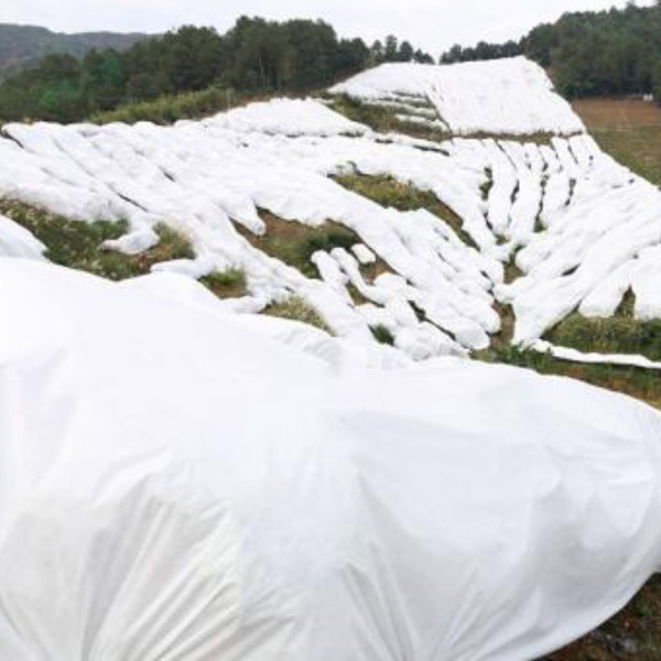 Jinchen new agricultural fabric suppliers ground treated for greenhouse-1