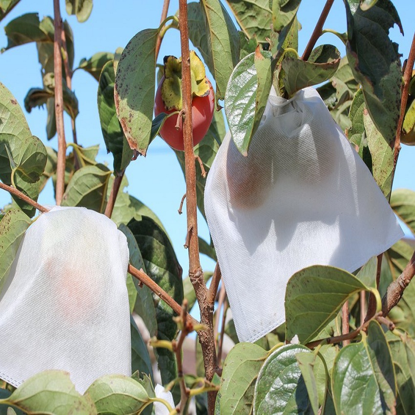 Anti-UV pp nonwoven  fabric for Fruit Bag