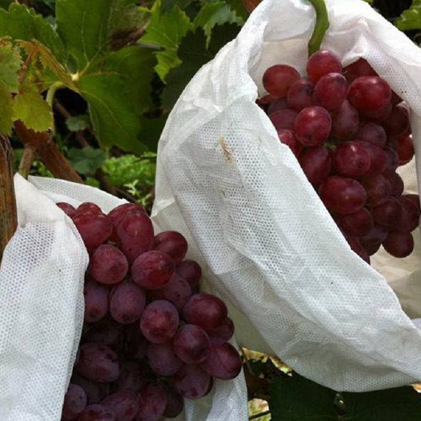 Anti-UV pp nonwoven  fabric for Fruit Bag