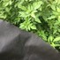 black non woven for weed control.jpg