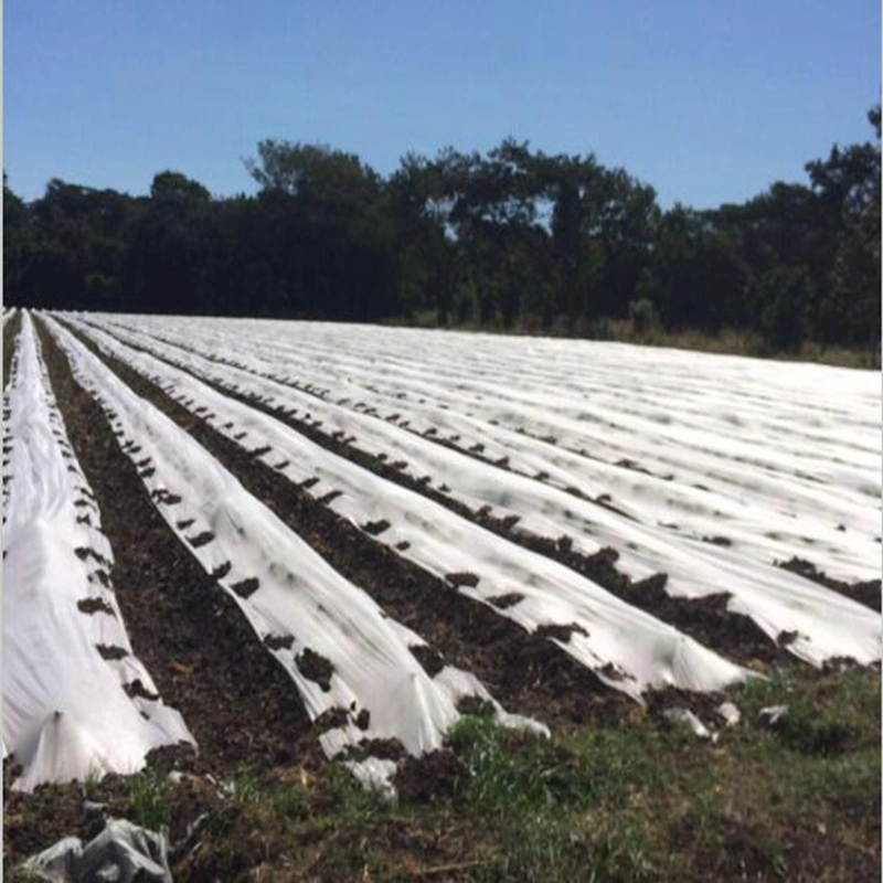 PP Nonwoven with UV Treated for Agriculture Covering