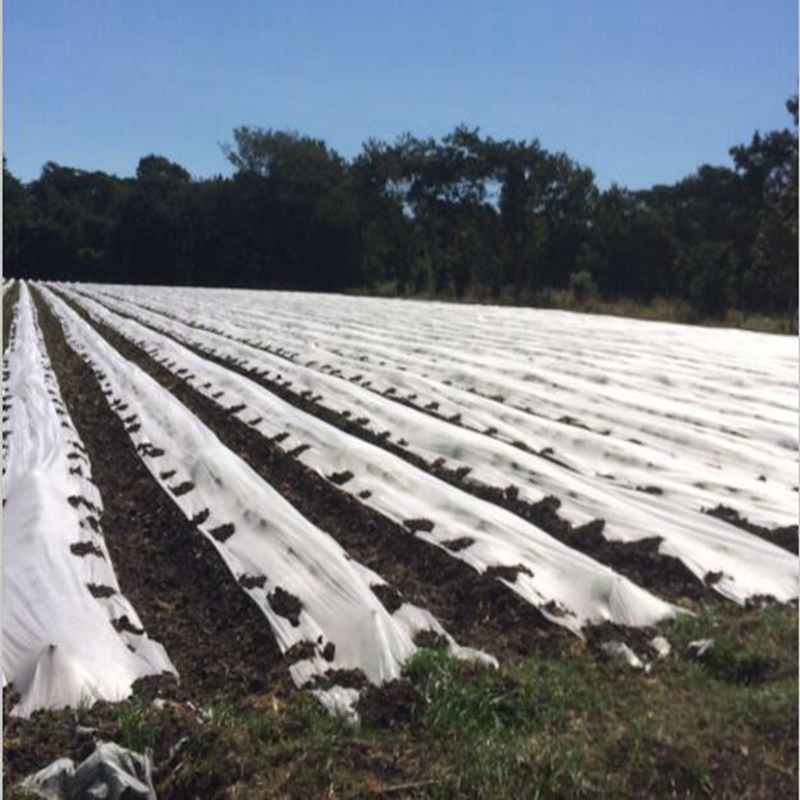 Jinchen agricultural fabric suppliers ground treated for greenhouse-1