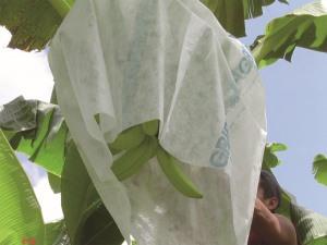 Jinchen fruit tree protection manufacturers for sale-1
