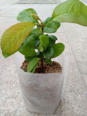 Non-woven seedling bag for disposable usage