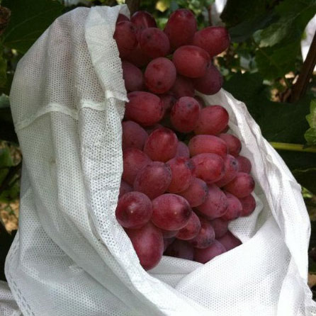 best non woven cloth factory fpr fruit protection-2
