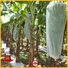 Jinchen fruit tree covers supply for sale