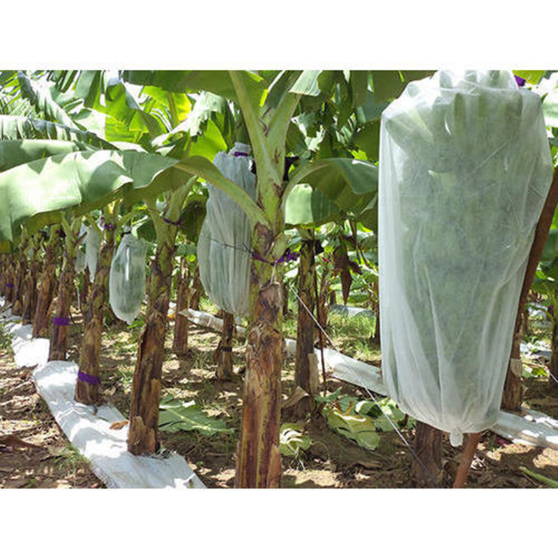 Jinchen wholesale fruit tree protection affordable solutions for sale-1