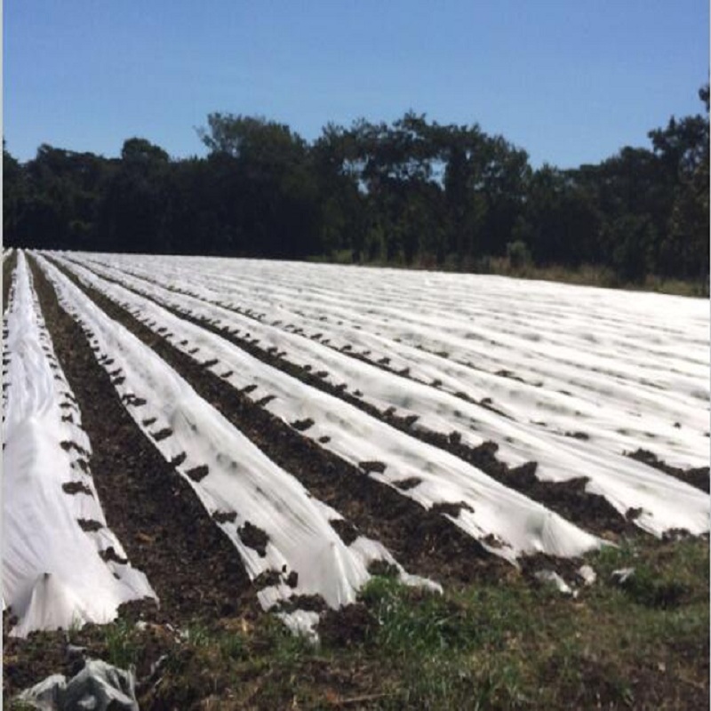 Agricultural non-woven fabric for plant covering whitch is environmentally friendly and breathable