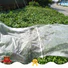 Jinchen agricultural cloth producer for garden