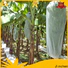 Jinchen wholesale fruit tree covers chinese manufacturer for tree