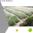 Jinchen wholesale spunbond nonwoven supplier for greenhouse