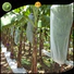 Jinchen fruit tree protection one-stop solutions for tree