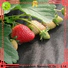 Jinchen best agricultural fabric exporter for garden