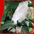 Jinchen waterproof fruit tree protection supplier for tree
