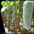 latest fruit cover bag affordable solutions fpr fruit protection
