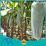 Jinchen top fruit tree covers affordable solutions for sale